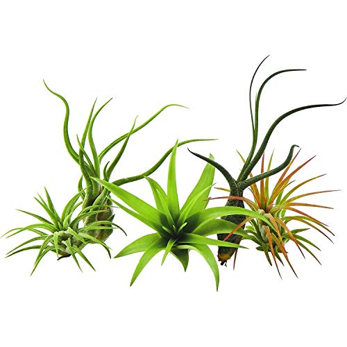 GEOPONICS Package of 5 rare plants Tillandsias air plant by US Gardens live Plant of the house with us Flant